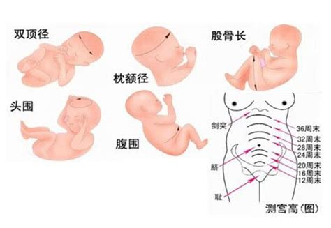 8周胎儿一般几厘米