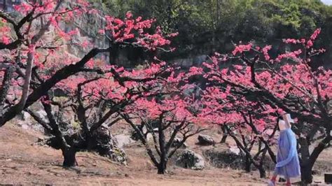 桃花运顺口溜[推荐120句]