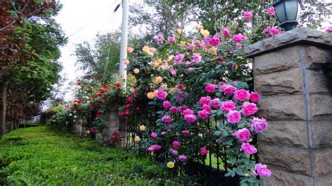 藤本月季哪个品种比较好，藤本月季和蔷薇有什么区别