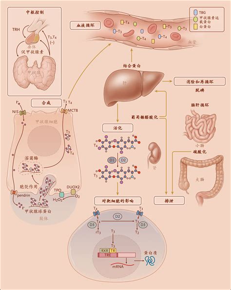 甲状腺过氧化物酶抗体高孕妇