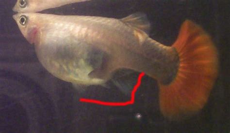 玛丽鱼生小鱼的时候有什么表现，金玛丽鱼是不是就是桔黄色的鱼？