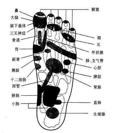 脚部反射区按照对应人体部位可以分成四个部分脚部对应的器官反射区