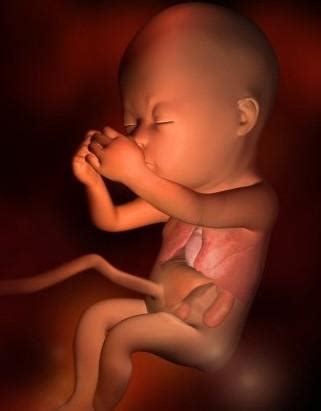 14周胎儿图片真实