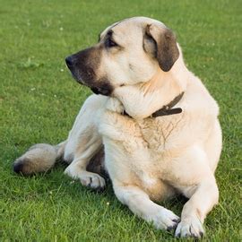 阿那托尔牧羊犬