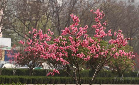 这是甚么花急着知道.