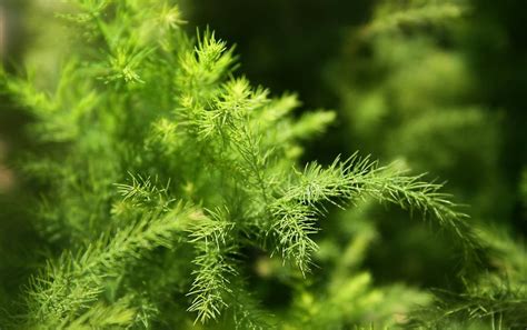 文竹是属于草本植物还是木本植物?