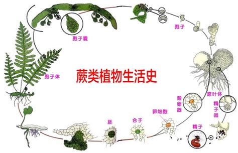 低等植物的种类是什么?