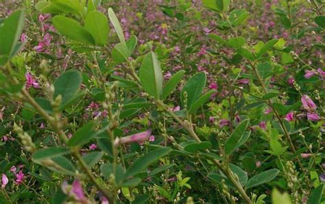 一年胡枝子树苗在高温夏季能种植吗