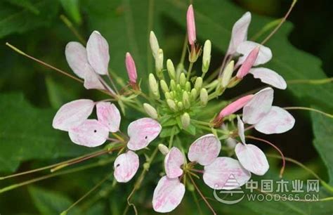 醉蝶花种子从种植到发芽要几天