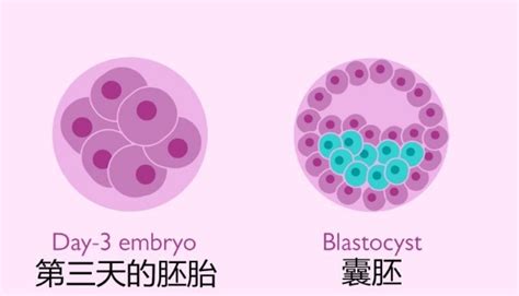 卵黄囊偏大胚胎染色体检查要多久