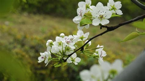 末莉花怎么种植