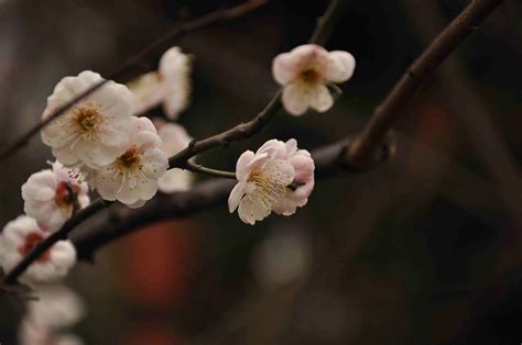 梅花三弄都是哪些?