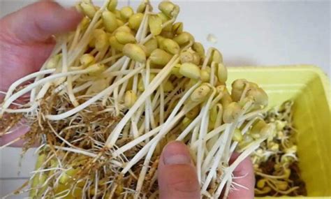 黄豆怎么发芽