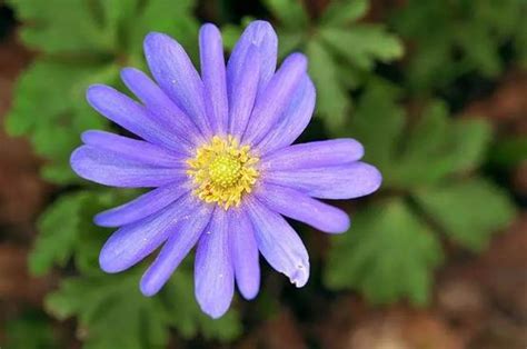 银莲花在古希腊的花语是什么
