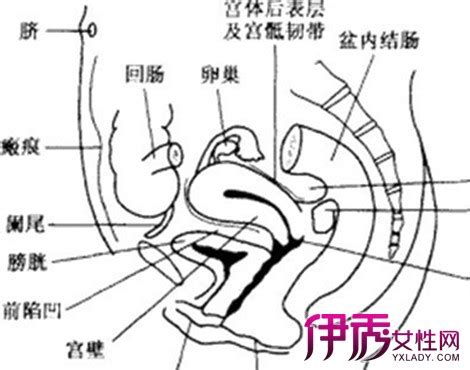 怀孕7周子宫后位变前位是怎么回事