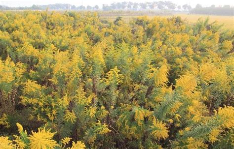 加拿大 一支黄花是什么类植物