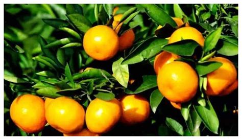 我想种柑橘盆景,请问该如何种植