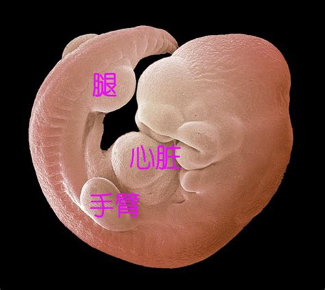 孕26周胎儿发育情况标准