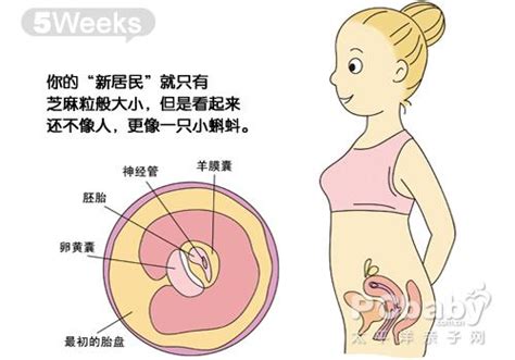 怀孕几率48.5%大吗