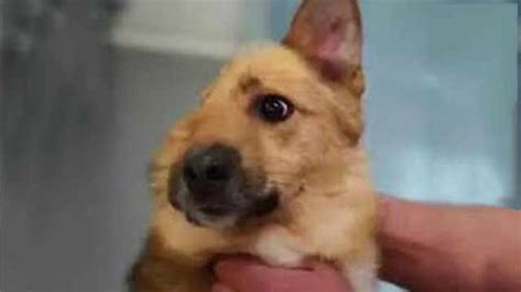 半犬