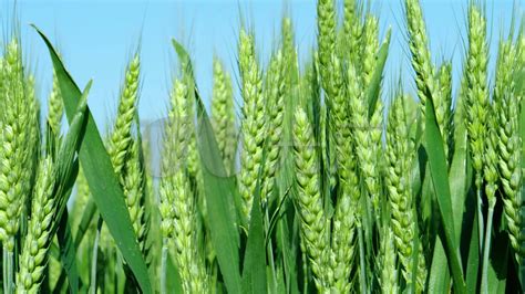 小麦灌浆期 是怎么回事??