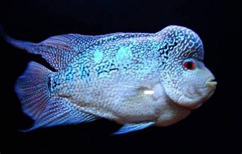 這是什么魚，賣家說是黃金羅漢