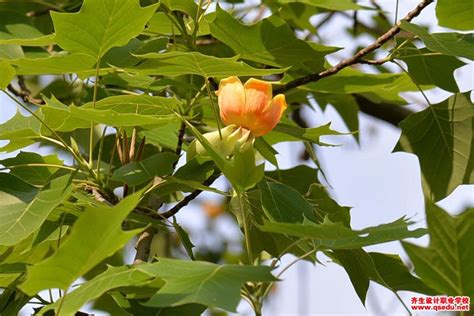 请问网友,这朵好像是什么花?