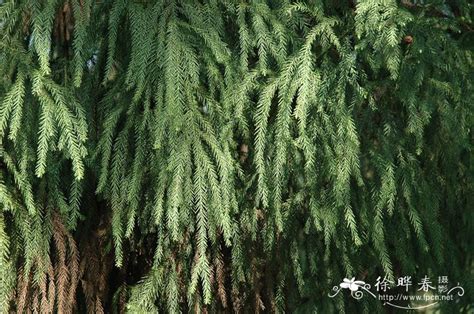 请问一下现在这个季节广西柳州,融安融水的杉木原木收购价格