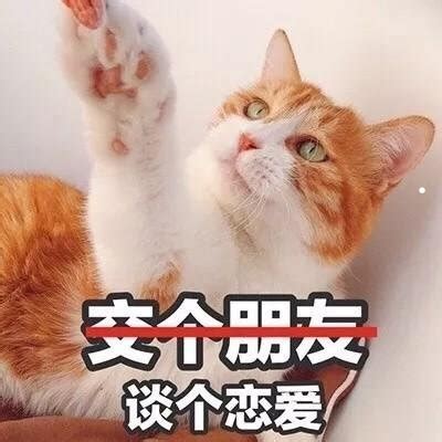 好男不养猫好女不养狗啥意思