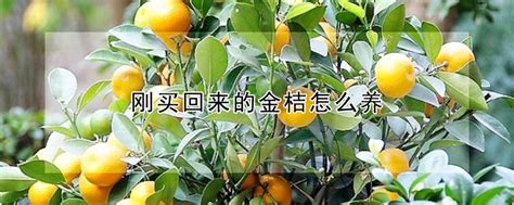 金桔6月底可以修剪吗