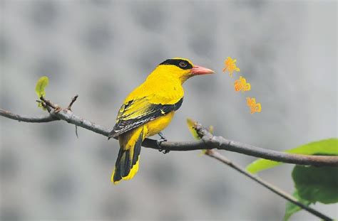 黄鹂鸟资料