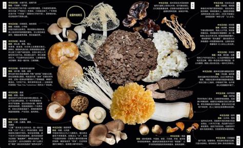 蘑菇类都有哪些品种
