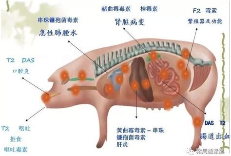 死胎的症状