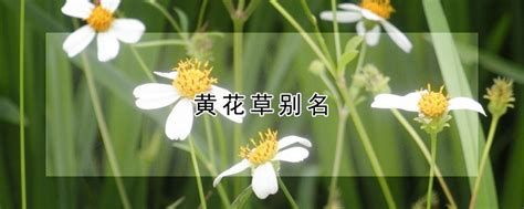 黄花菜怎么做好吃?