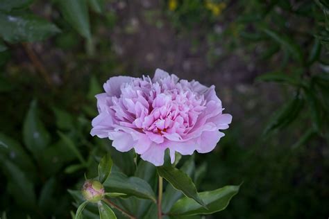 芍药花 习性 生长范围i