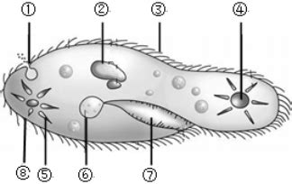 如图,为草履虫的结构示意图,据图回答:(1)图中与排出废物有关的是 - ---- - 和------.(2)消化食物的