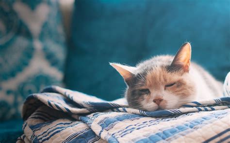 好看的猫咪壁纸,很适合做桌面背景的、好看的啊、