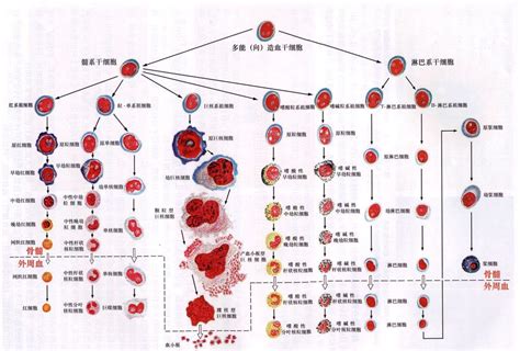 儿子o型血妈妈a型血爸爸的血型