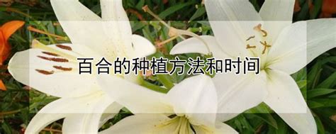 百合花怎么养,百合花的养殖方法