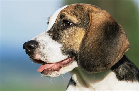 什么是加斯科尼蓝色矮腿猎犬,宠物加斯科尼蓝色矮腿猎犬的习性特征与喂养等介绍