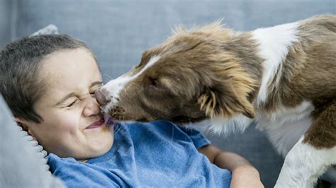 犬瘟能传染给猫吗