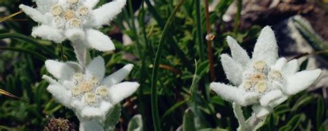 《雪绒花》里所说的花到底是哪种花?