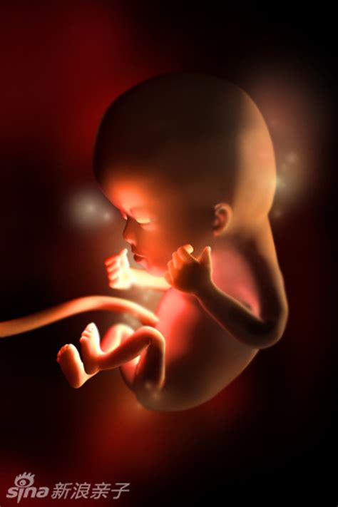 9到12周胎儿发育全过程