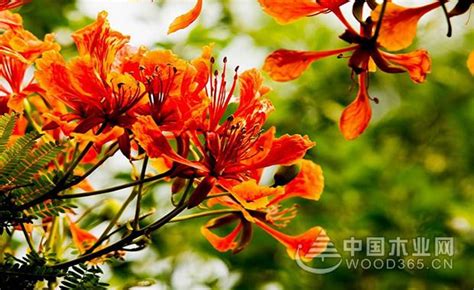 凤凰花什么时候开