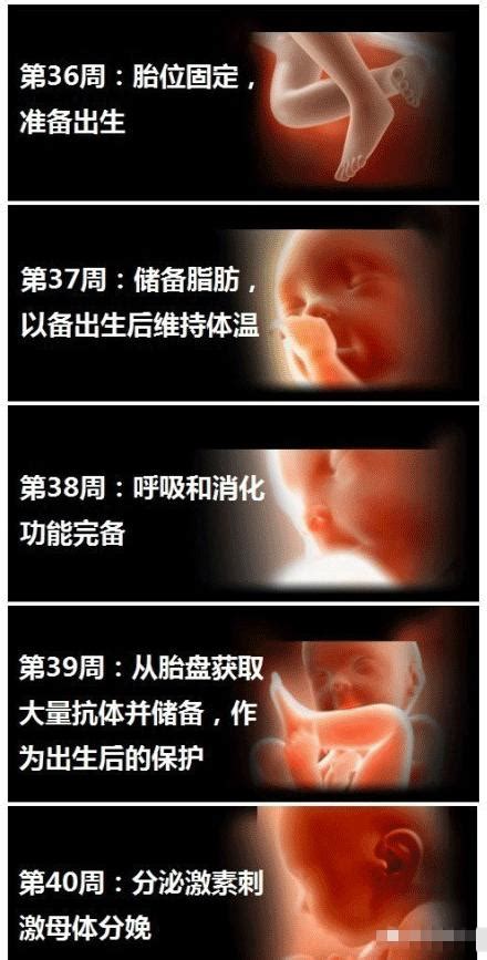孕期胎儿的发育过程是怎样的