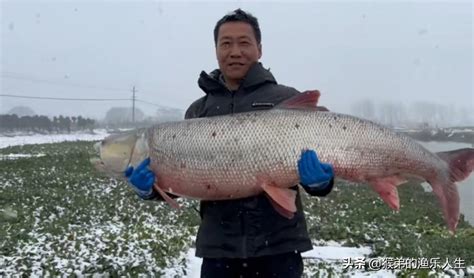 鳡鱼多少钱一斤