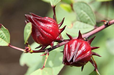 洛神花茶有什么作用？