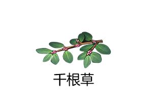 千根草可以煮水喝吗