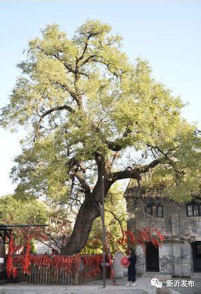 窑湾古镇的故事之七：窑湾的千年槐树