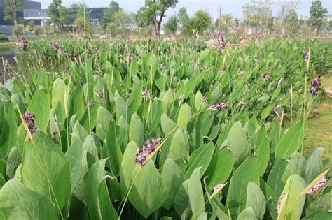 水竹芋（再力花）怎么养，水竹芋的养殖方法